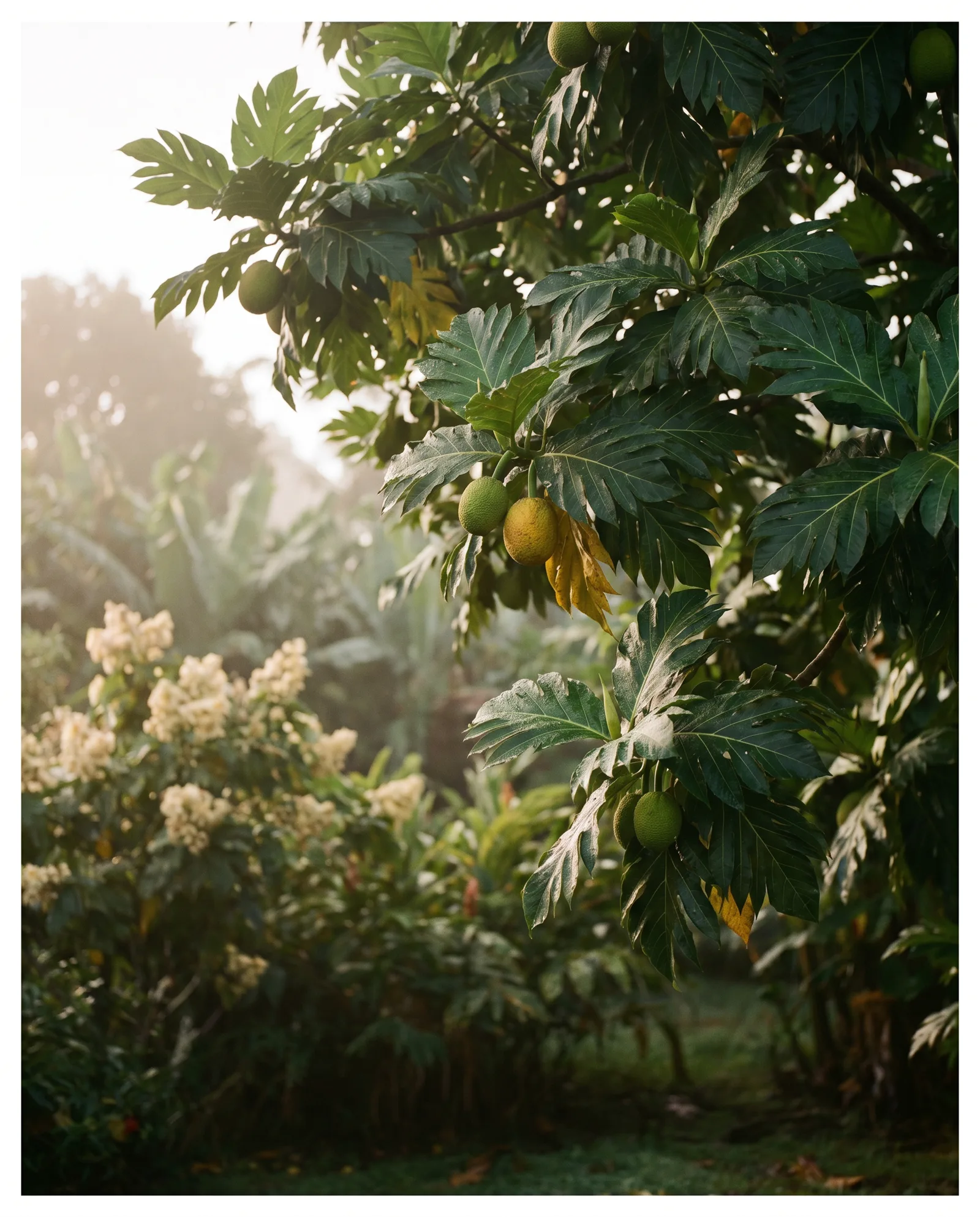 Le jardin créole, à l'aube